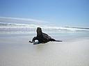 Photo: Marine iguana (2006/12/21 15:08)