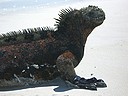 Photo: Marine iguana closeup (2006/12/21 15:09)