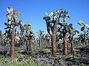 Photo: Cactus trees (2006/12/21 15:48)
