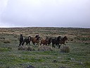 Photo: Wild horses (2007/01/14 09:16)