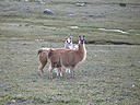 Photo: Llamas (2007/01/14 09:42)